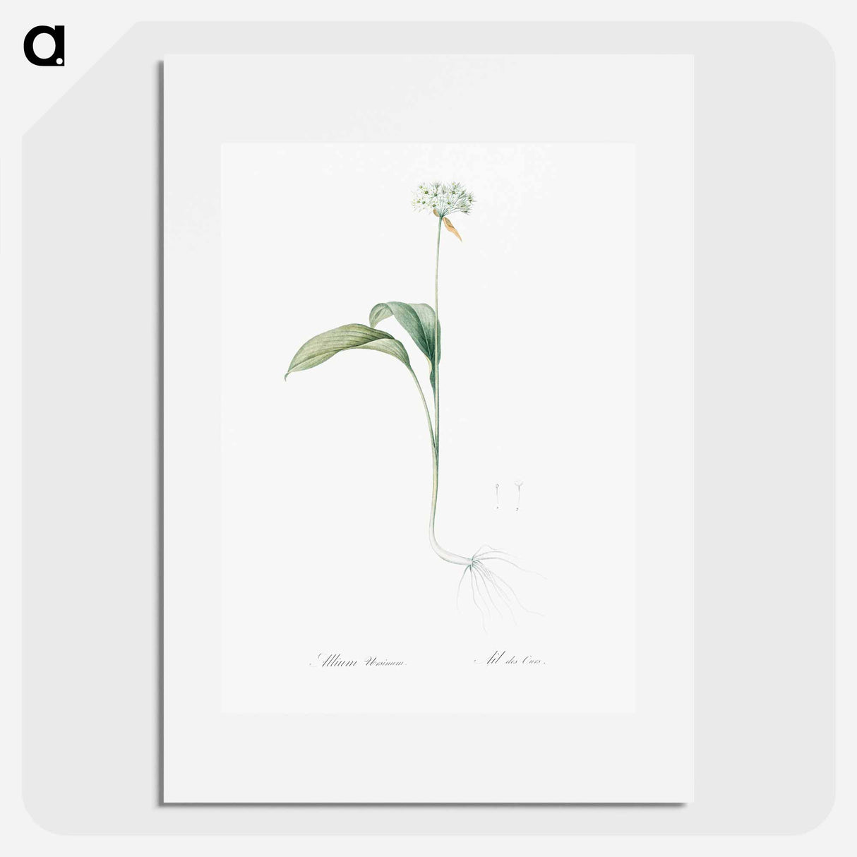 Ramsons - Pierre Joseph Redouté Poster.