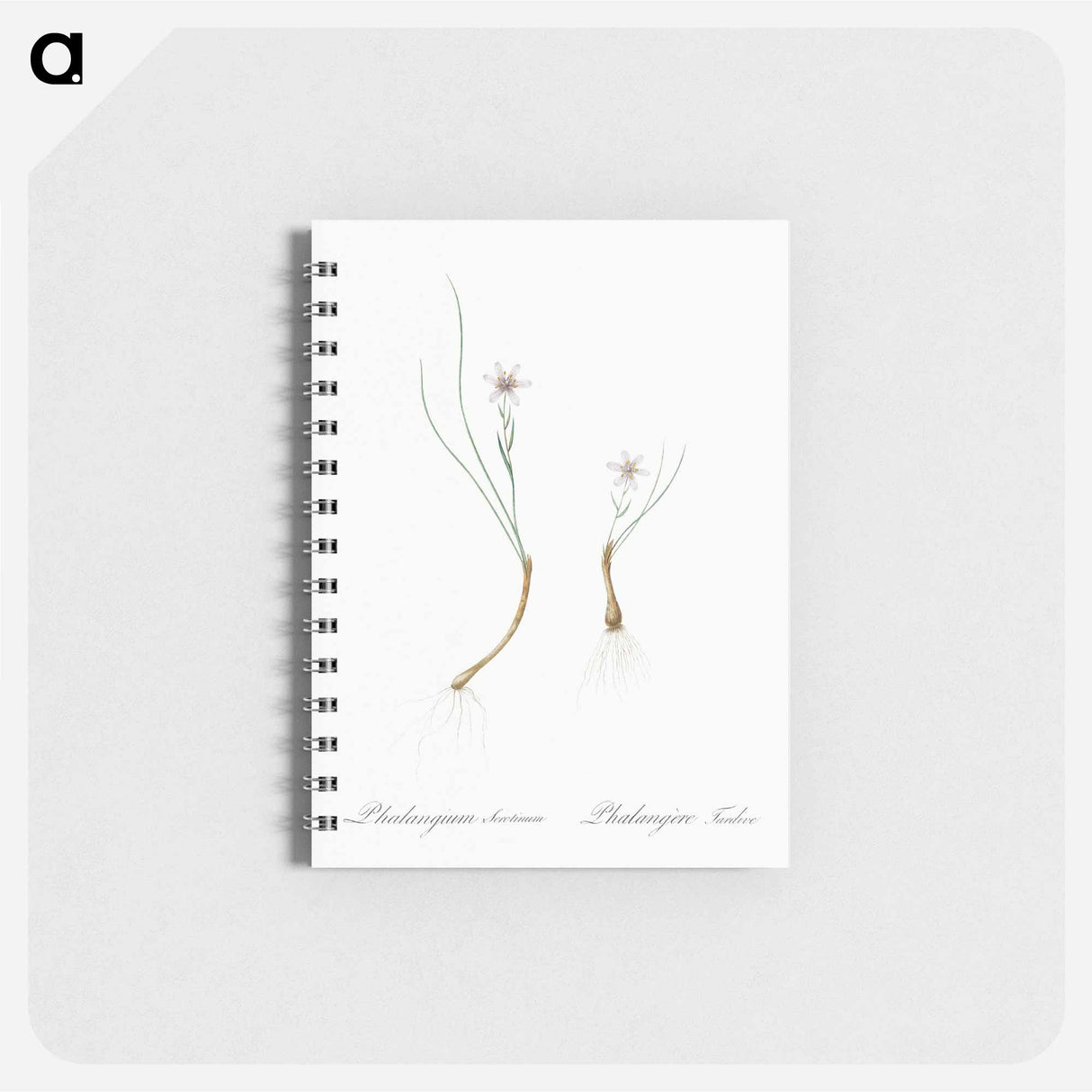 Snowdon lily illustration - ピエール ジョゼフ ルドゥーテ Memo.