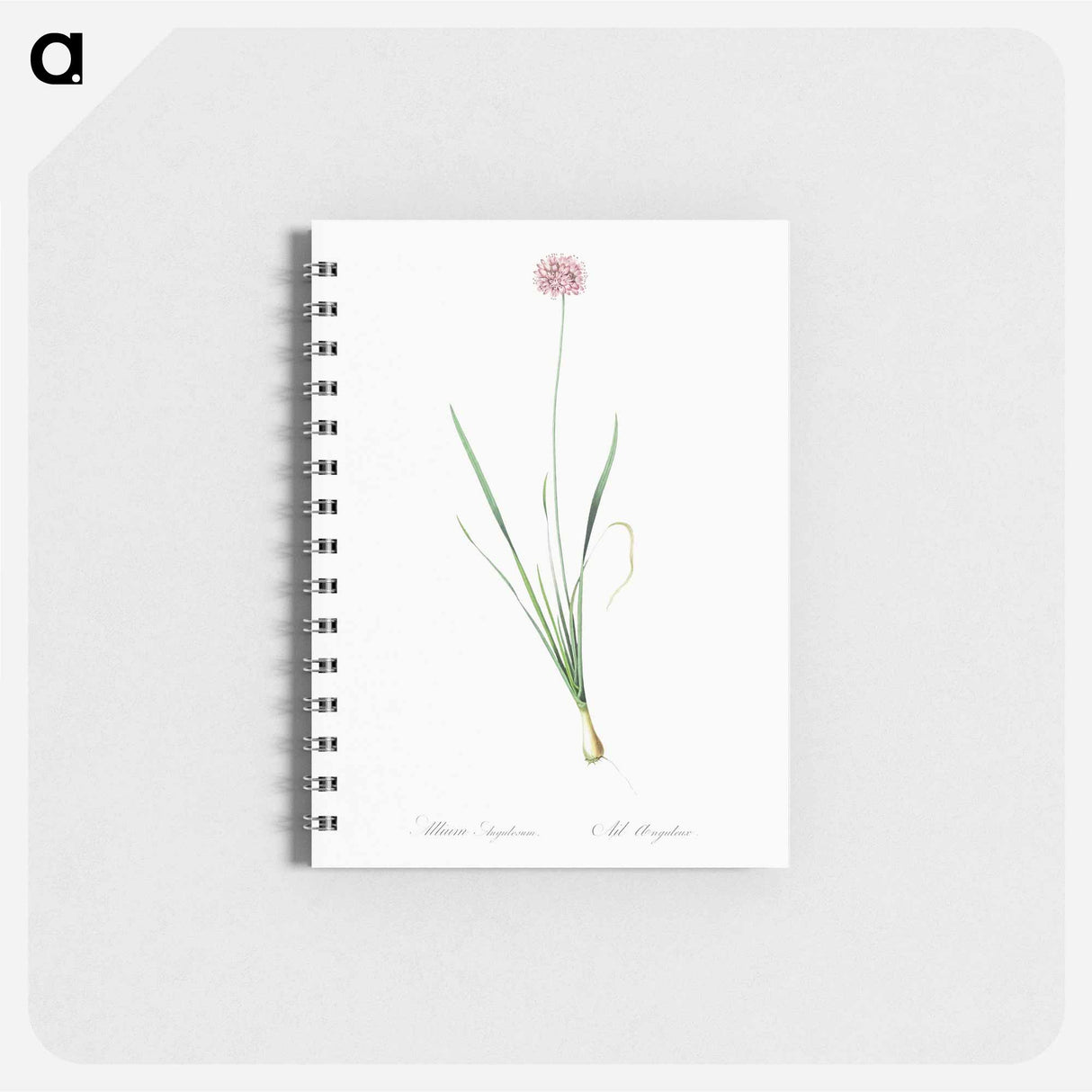 アートメモ帳-Mouse garlic illustration - ピエール ジョゼフ ルドゥーテ Memo.