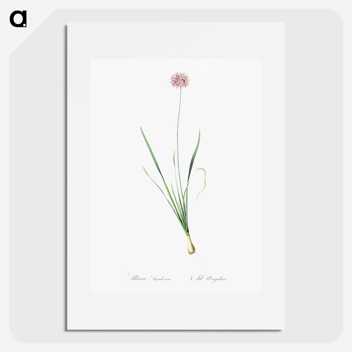 Mouse garlic illustration - Pierre Joseph Redouté Poster.