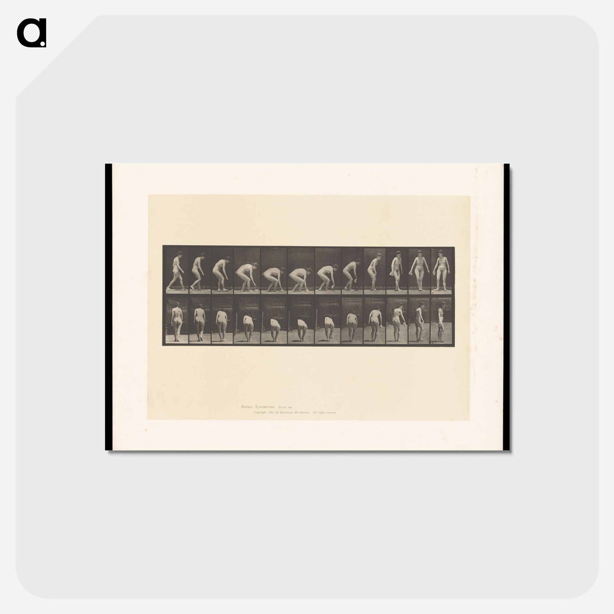 アートポストカード-Woman Picking Cloth
- エドワード マイブリッジ Postcard.