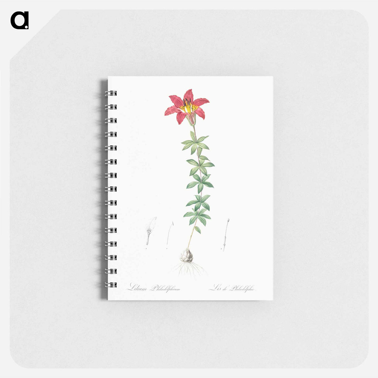 アートメモ帳-Wood lily illustration - ピエール ジョゼフ ルドゥーテ Memo.