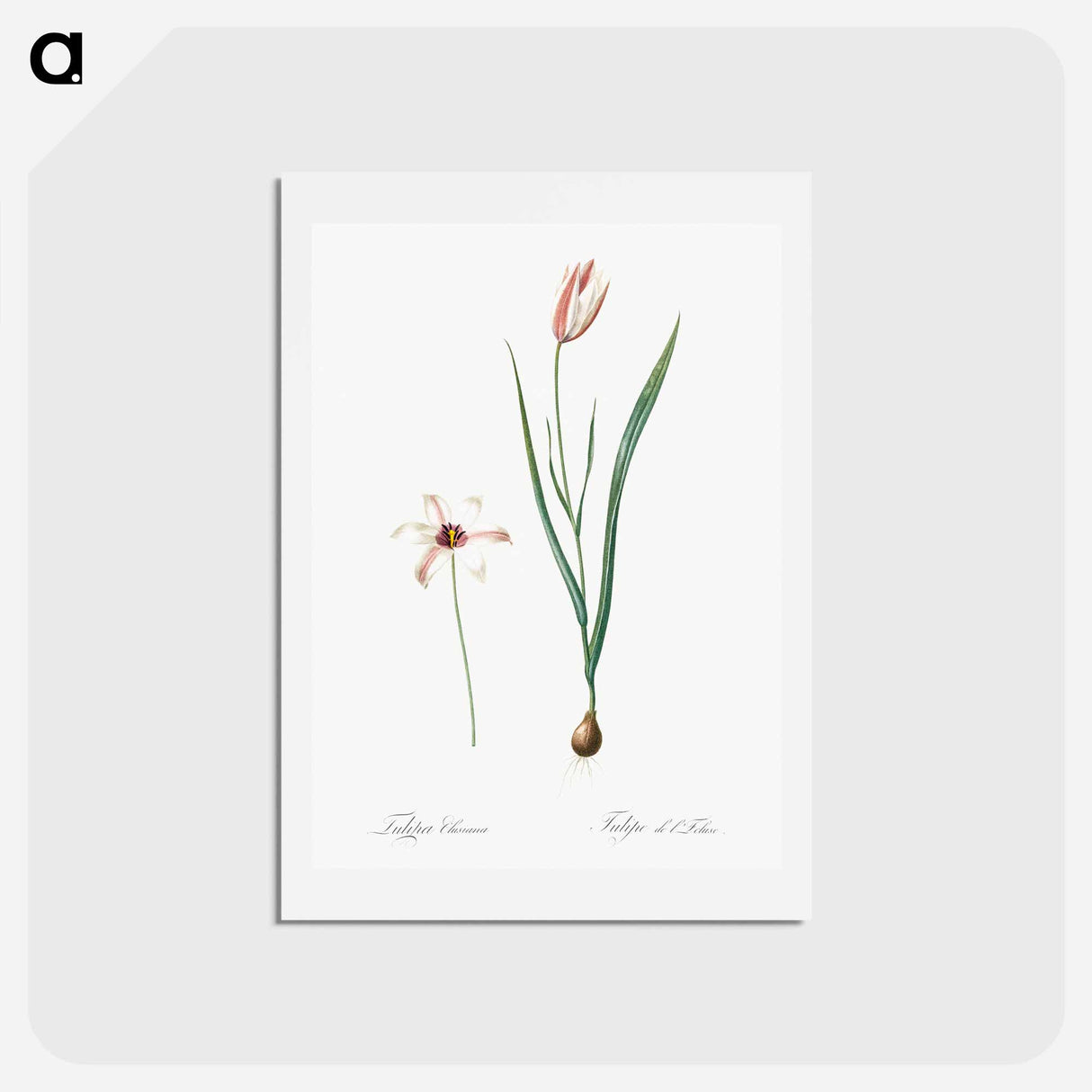 アートポストカード-Lady tulip illustration - ピエール ジョゼフ ルドゥーテ Postcard.