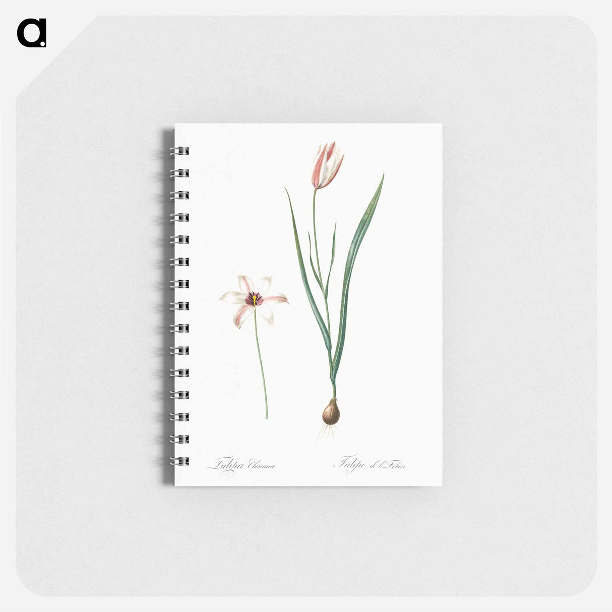 Lady tulip illustration - ピエール ジョゼフ ルドゥーテ Memo.