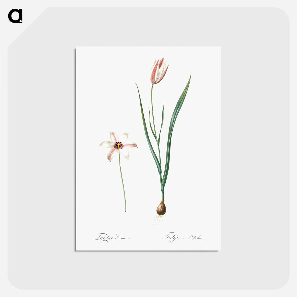 アートポストカード-Lady tulip illustration - ピエール ジョゼフ ルドゥーテ Postcard.