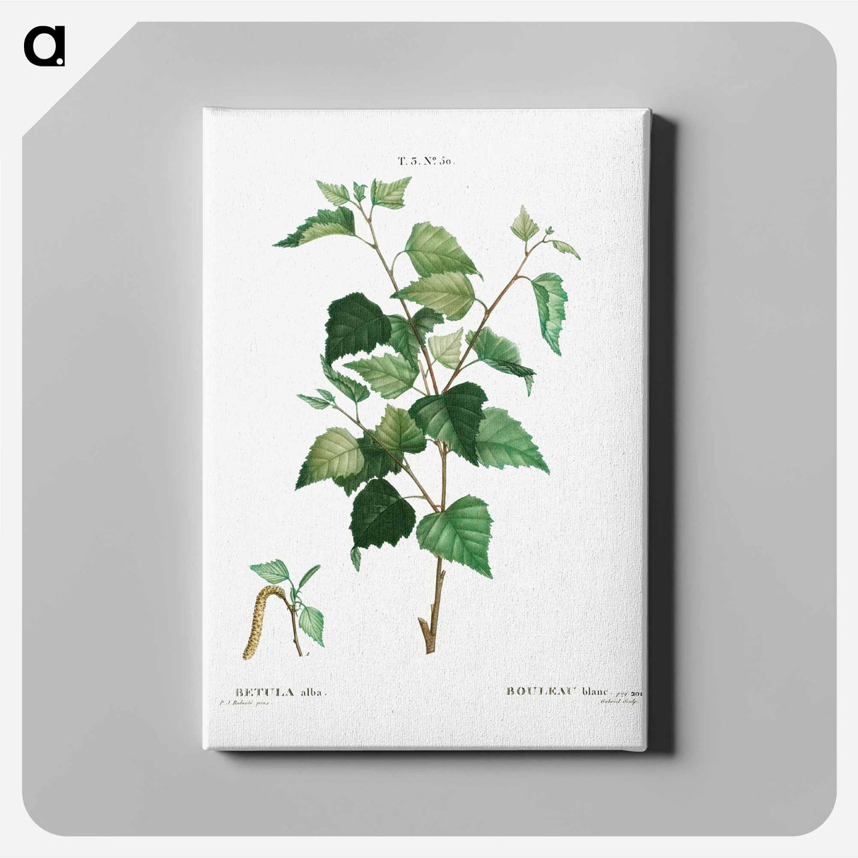 アートパネル-Silver birch - ピエール ジョゼフ ルドゥーテ Canvas.
