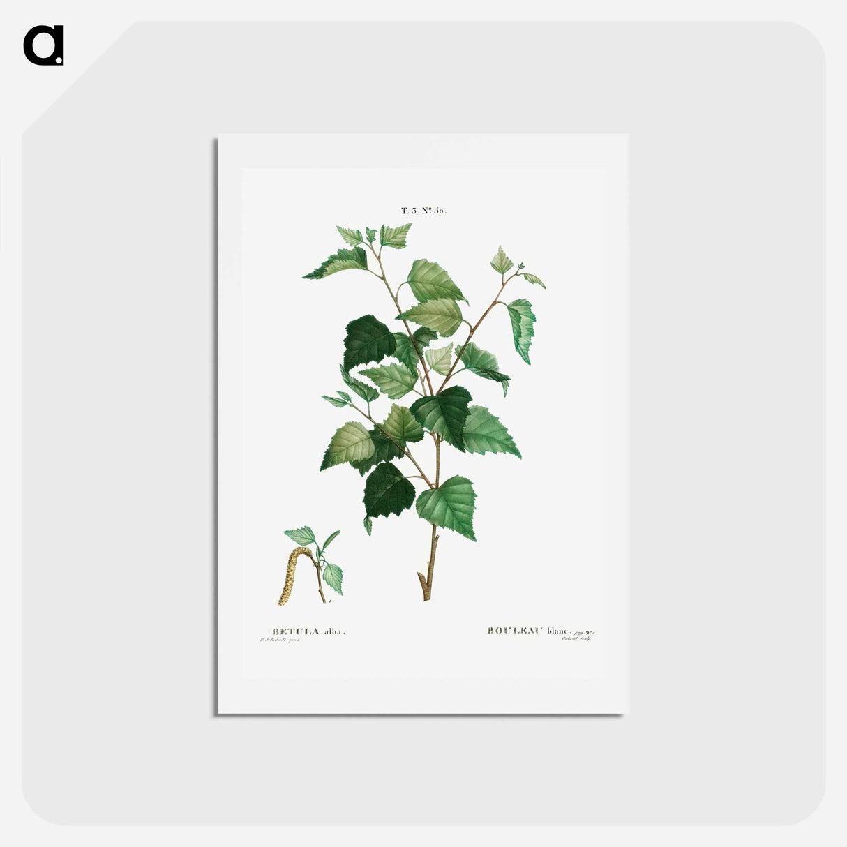 アートポストカード-Silver birch - ピエール ジョゼフ ルドゥーテ Postcard.