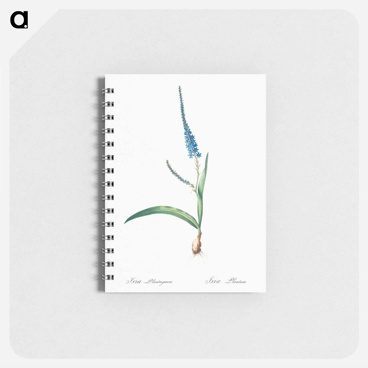 アートメモ帳-Ixia plantaginea illustration - ピエール ジョゼフ ルドゥーテ Memo.