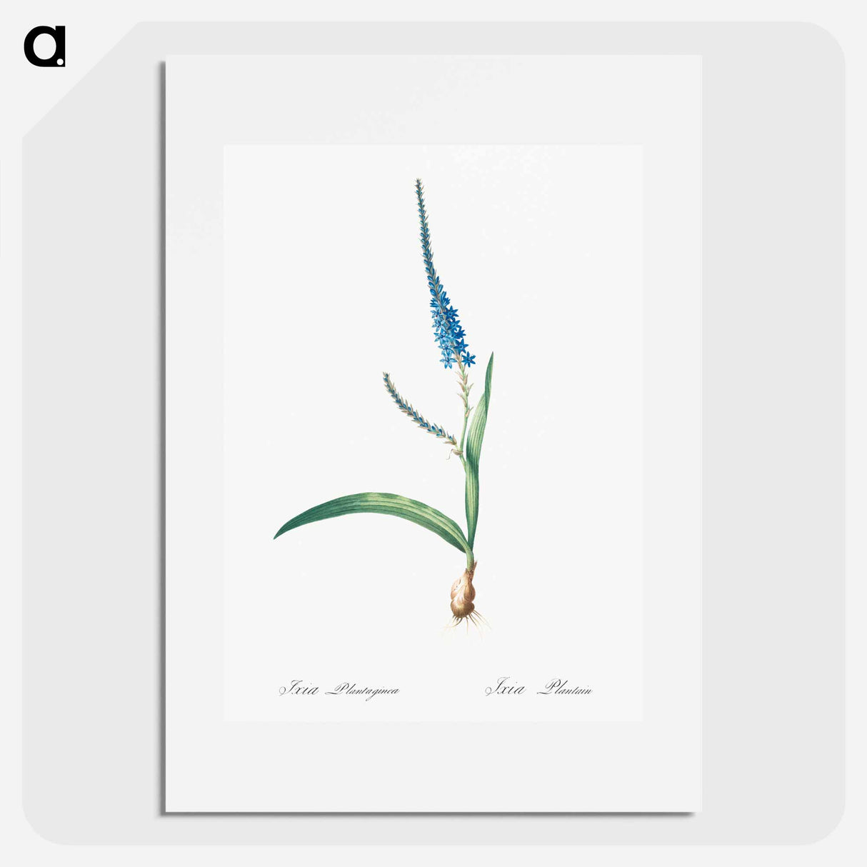 Ixia plantaginea illustration - Pierre Joseph Redouté Poster.