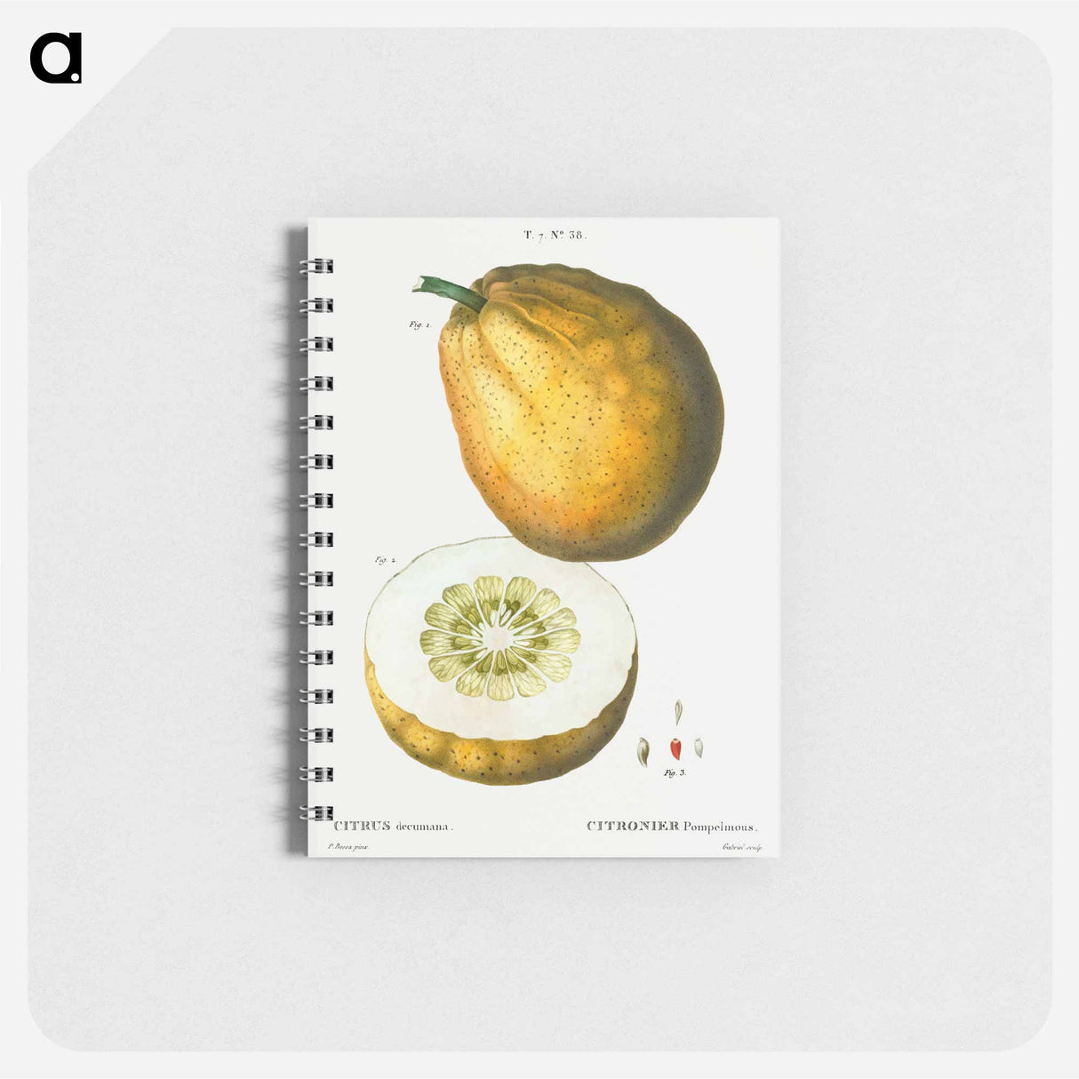 Pomelo (Citrus decumana) - ピエール ジョゼフ ルドゥーテ Memo.