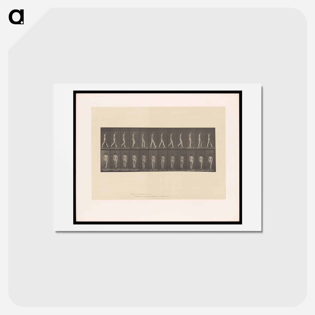 アートポストカード-Naked Woman Walking
- エドワード マイブリッジ Postcard.