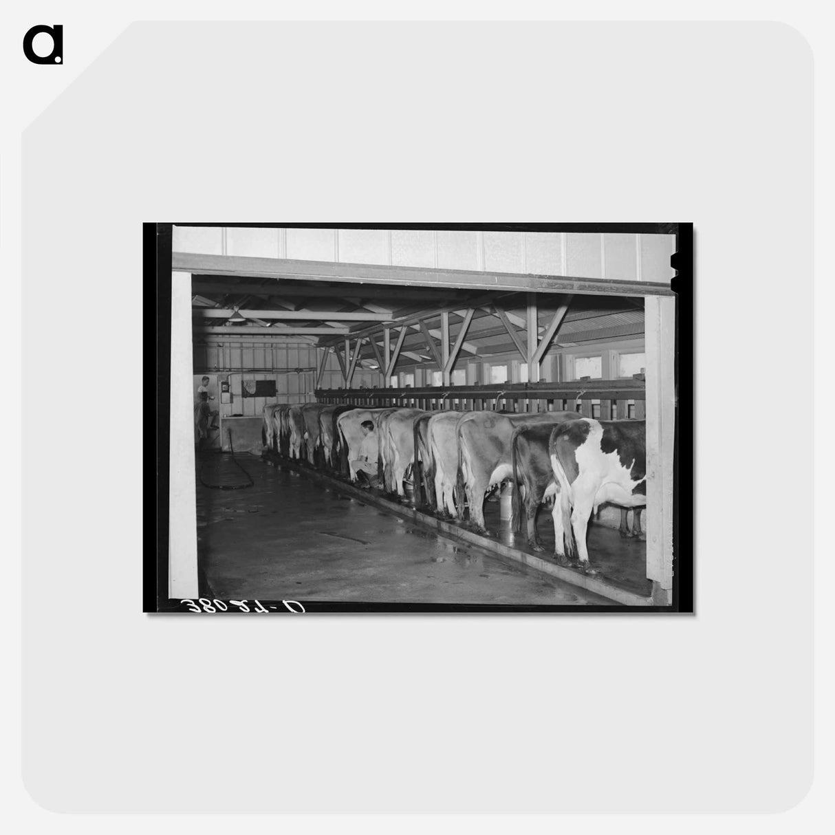 アートポストカード-The Dairy Herd
- ラッセル リー Postcard.