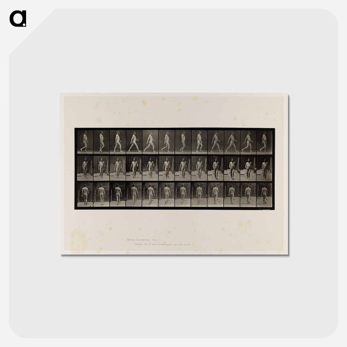 アートポストカード-Naked Man Walking
- エドワード マイブリッジ Postcard.