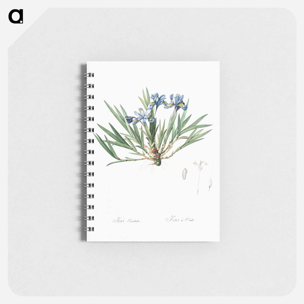 Dwarf crested iris illustration - ピエール ジョゼフ ルドゥーテ Memo.