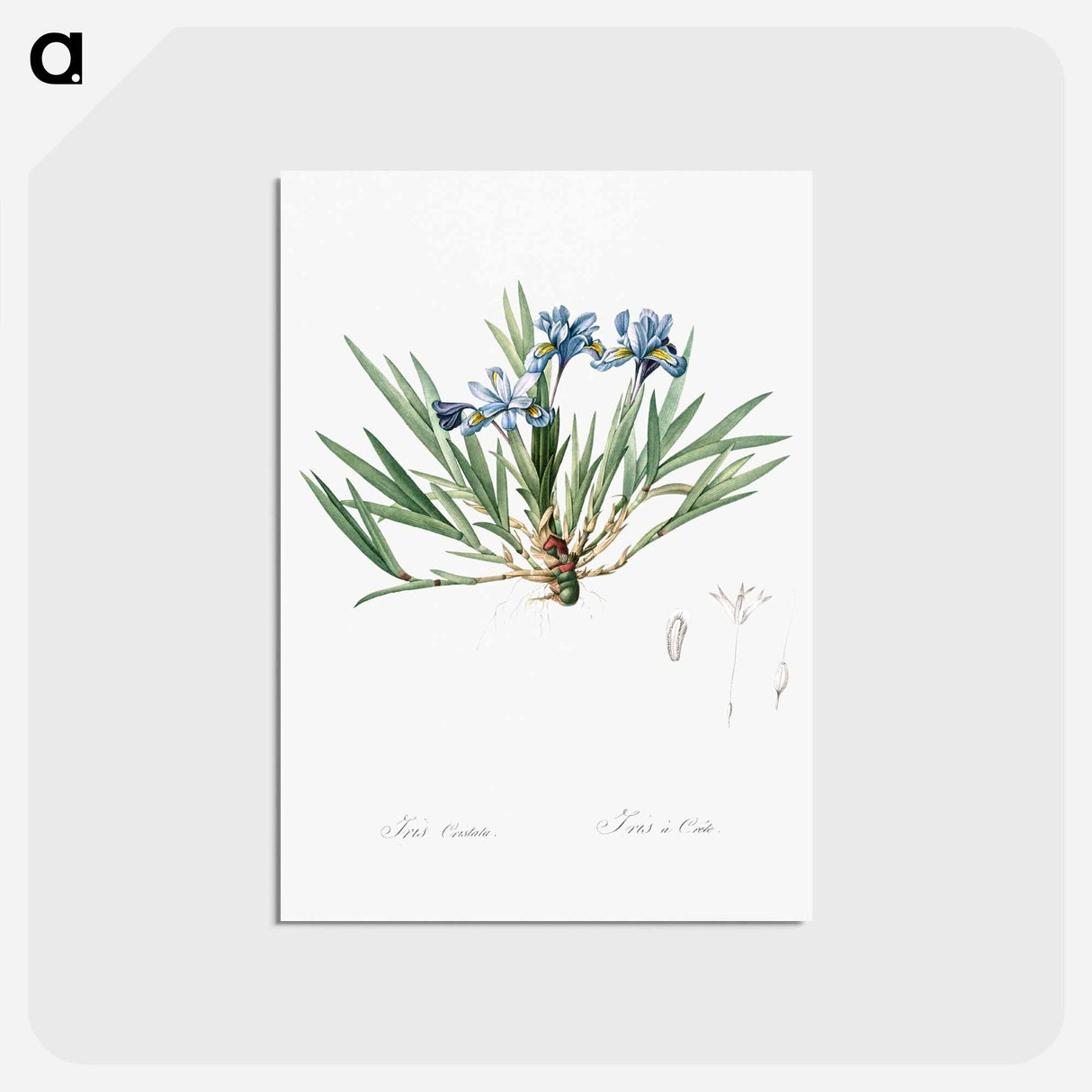 アートポストカード-Dwarf crested iris illustration - ピエール ジョゼフ ルドゥーテ Postcard.