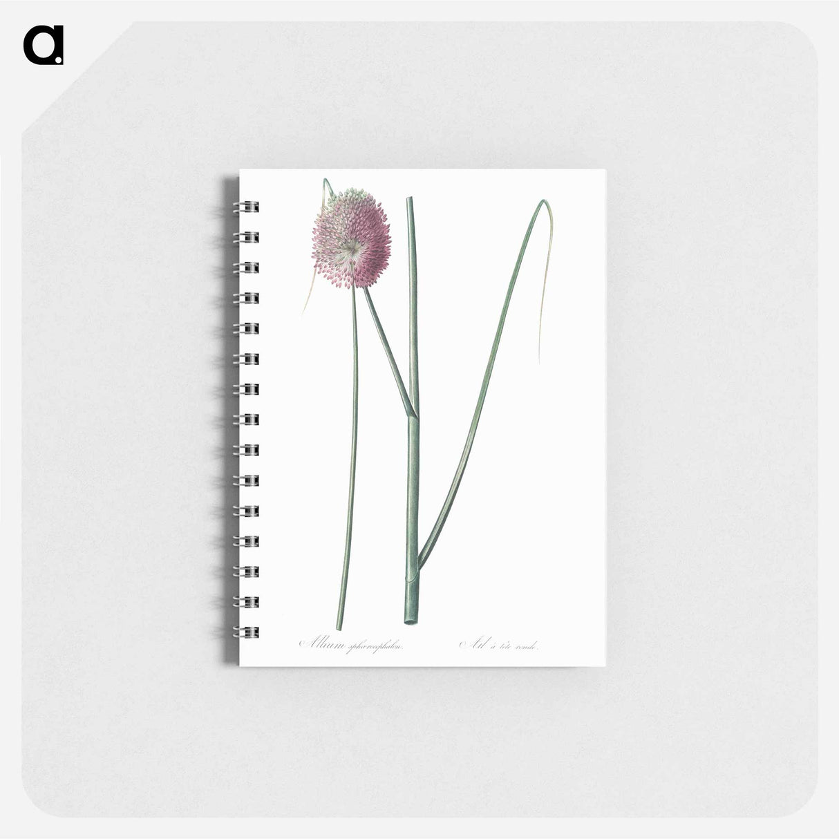 Round-headed leek illustration - ピエール ジョゼフ ルドゥーテ Memo.