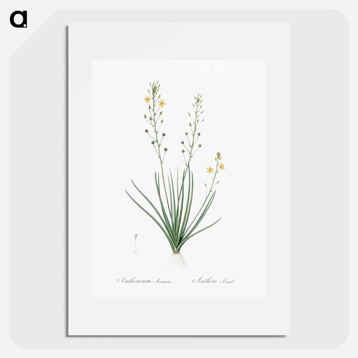 Bulbine lily illustration - Pierre Joseph Redouté Poster.