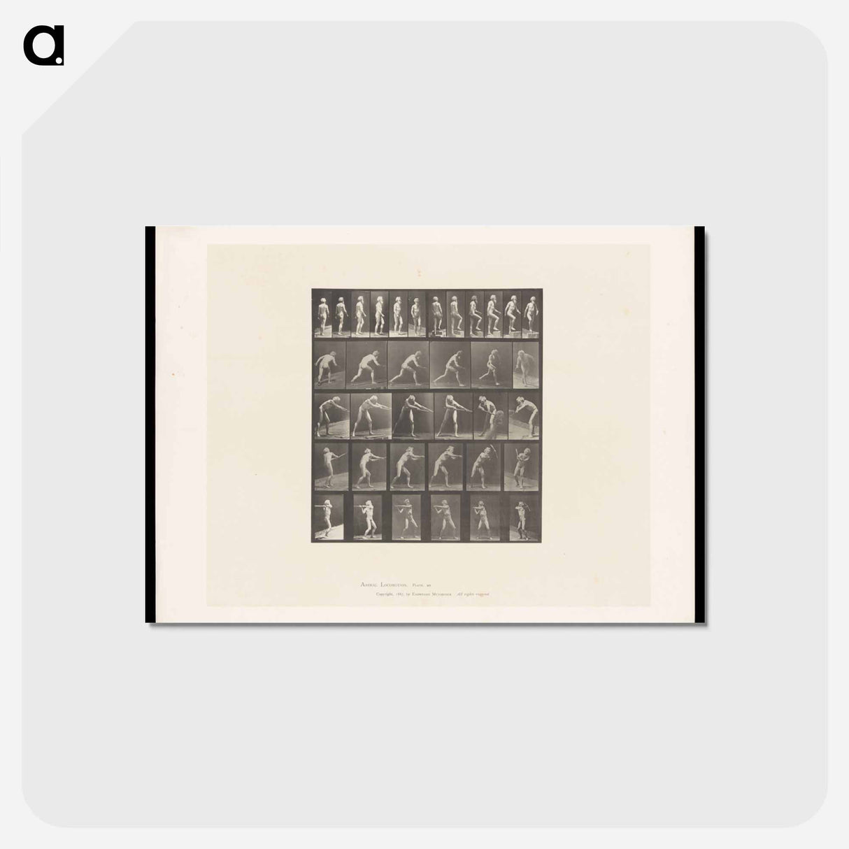 アートポストカード-Motion Studies
- エドワード マイブリッジ Postcard.