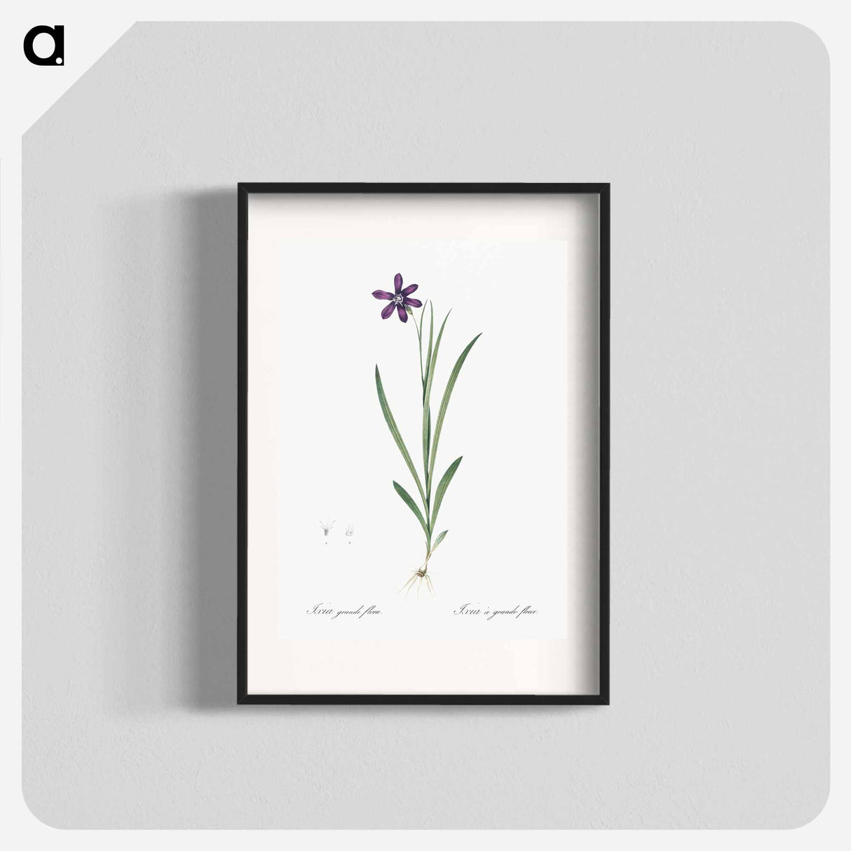 Ixia grandiflora illustration - Pierre Joseph Redouté Poster.
