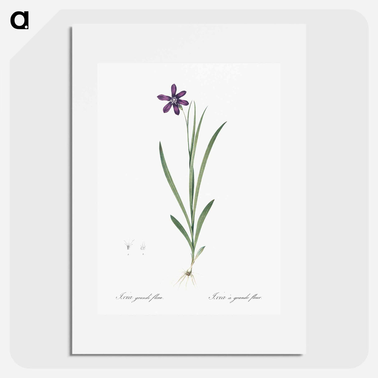 Ixia grandiflora illustration - Pierre Joseph Redouté Poster.