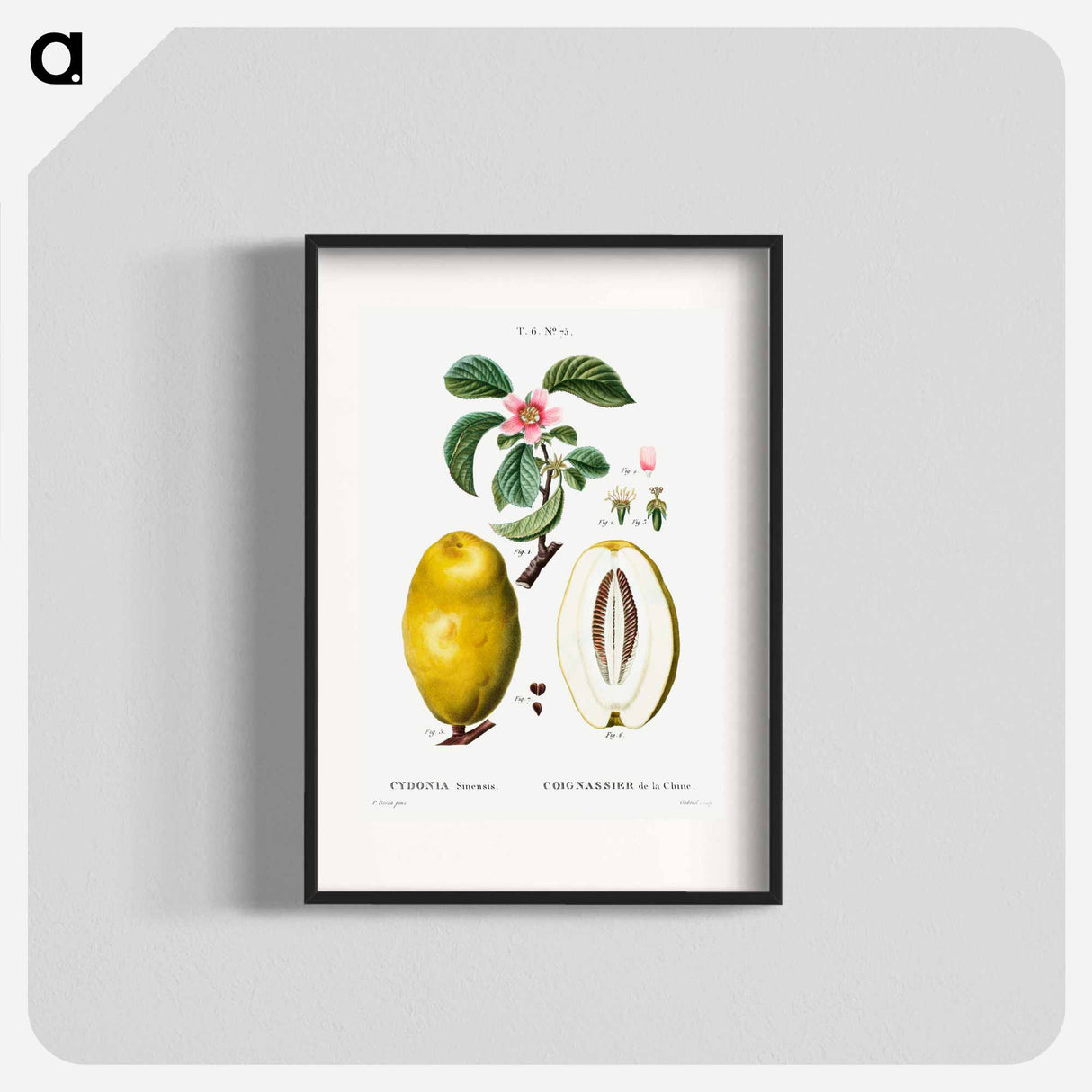 Chinese quince - Pierre Joseph Redouté Poster.