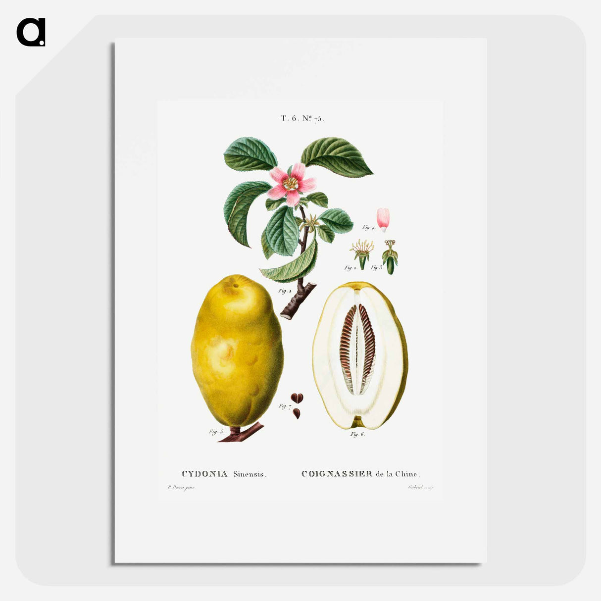 Chinese quince - Pierre Joseph Redouté Poster.