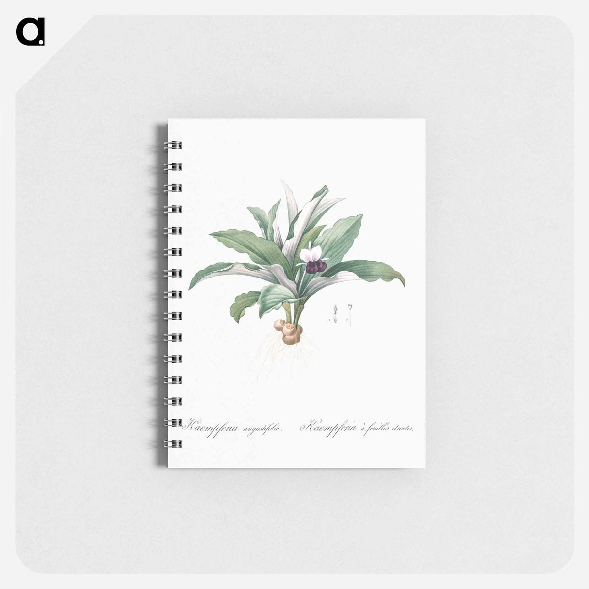 アートメモ帳-Kaempferia angustifolia illustration from Les liliacées - ピエール ジョゼフ ルドゥーテ Memo.