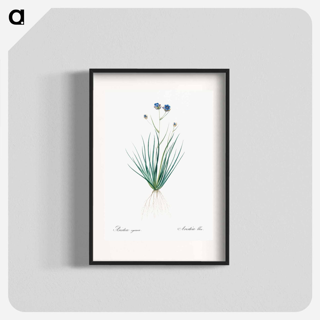 アートポスター-Blue corn-lily illustration - ピエール ジョゼフ ルドゥーテ Poster.