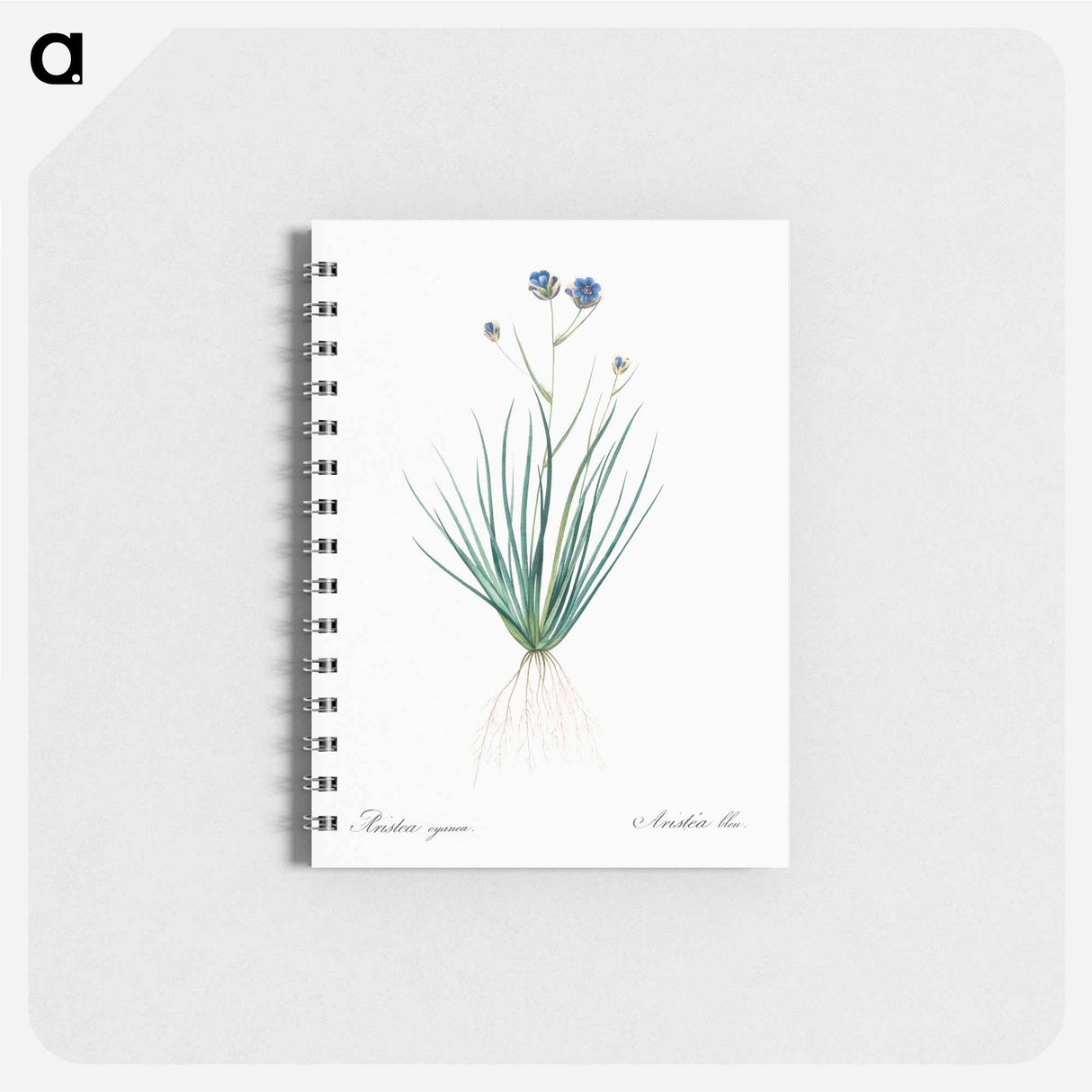 アートメモ帳-Blue corn-lily illustration - ピエール ジョゼフ ルドゥーテ Memo.