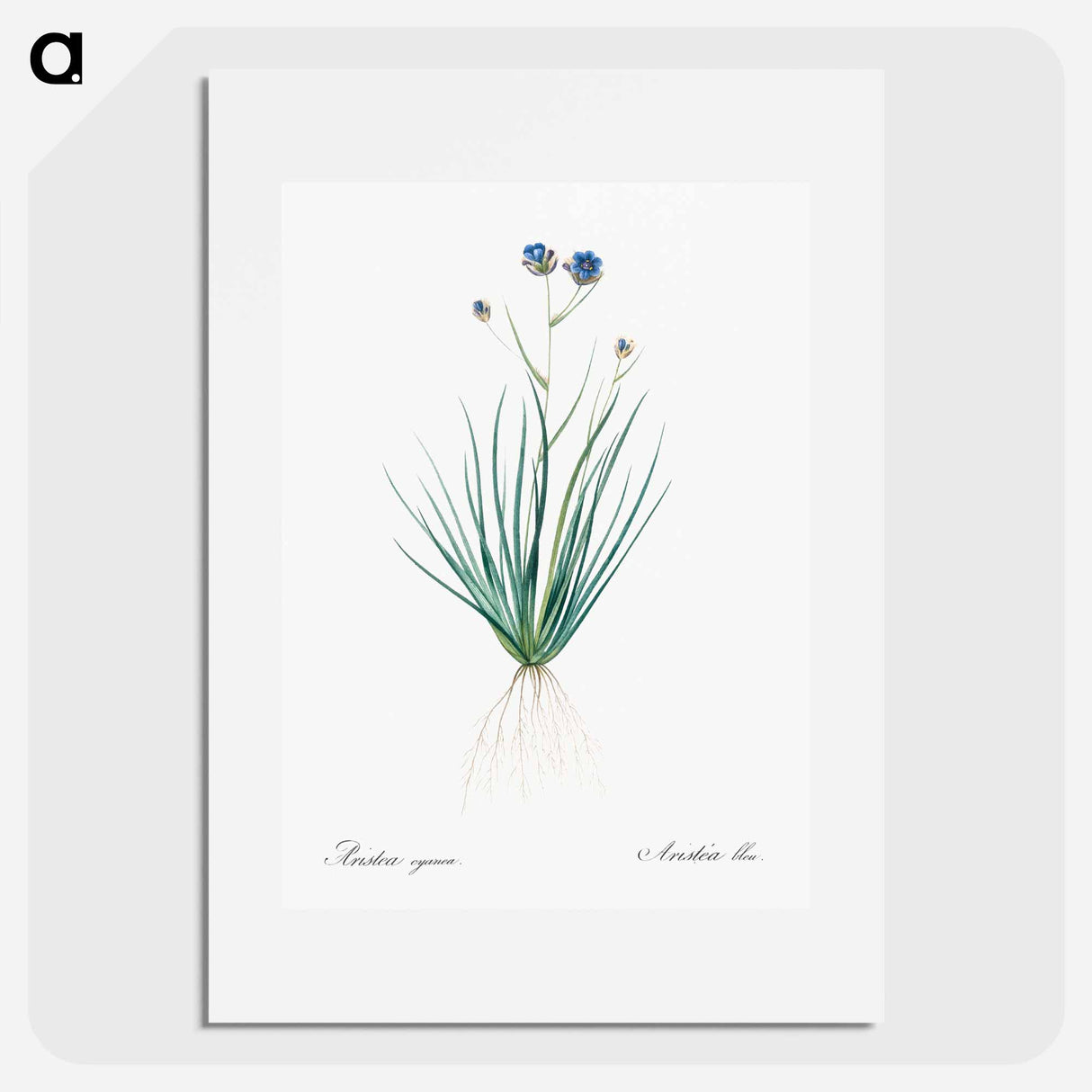 アートポスター-Blue corn-lily illustration - ピエール ジョゼフ ルドゥーテ Poster.