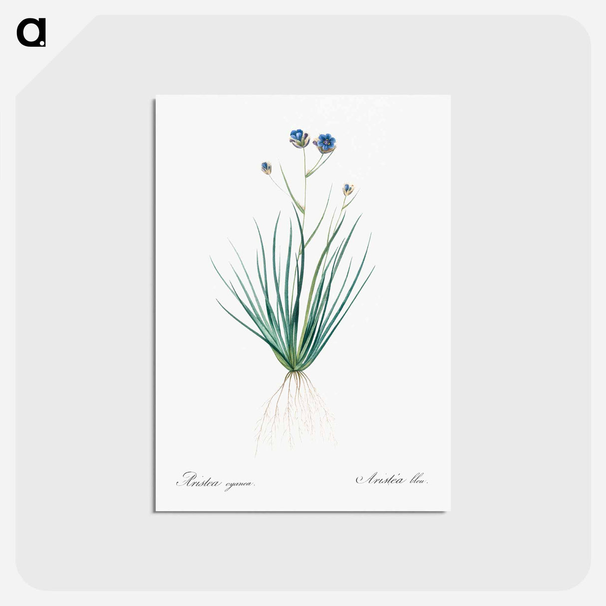 アートポストカード-Blue corn-lily illustration - ピエール ジョゼフ ルドゥーテ Postcard.