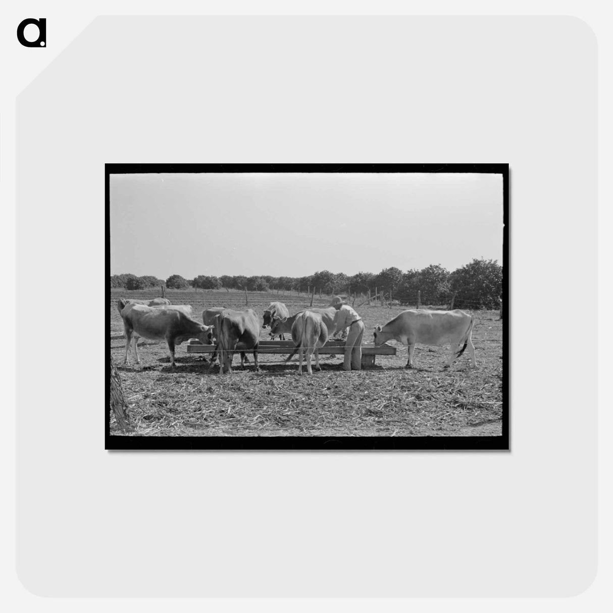 アートポストカード-Feeding Cattle Silage
- ラッセル リー Postcard.