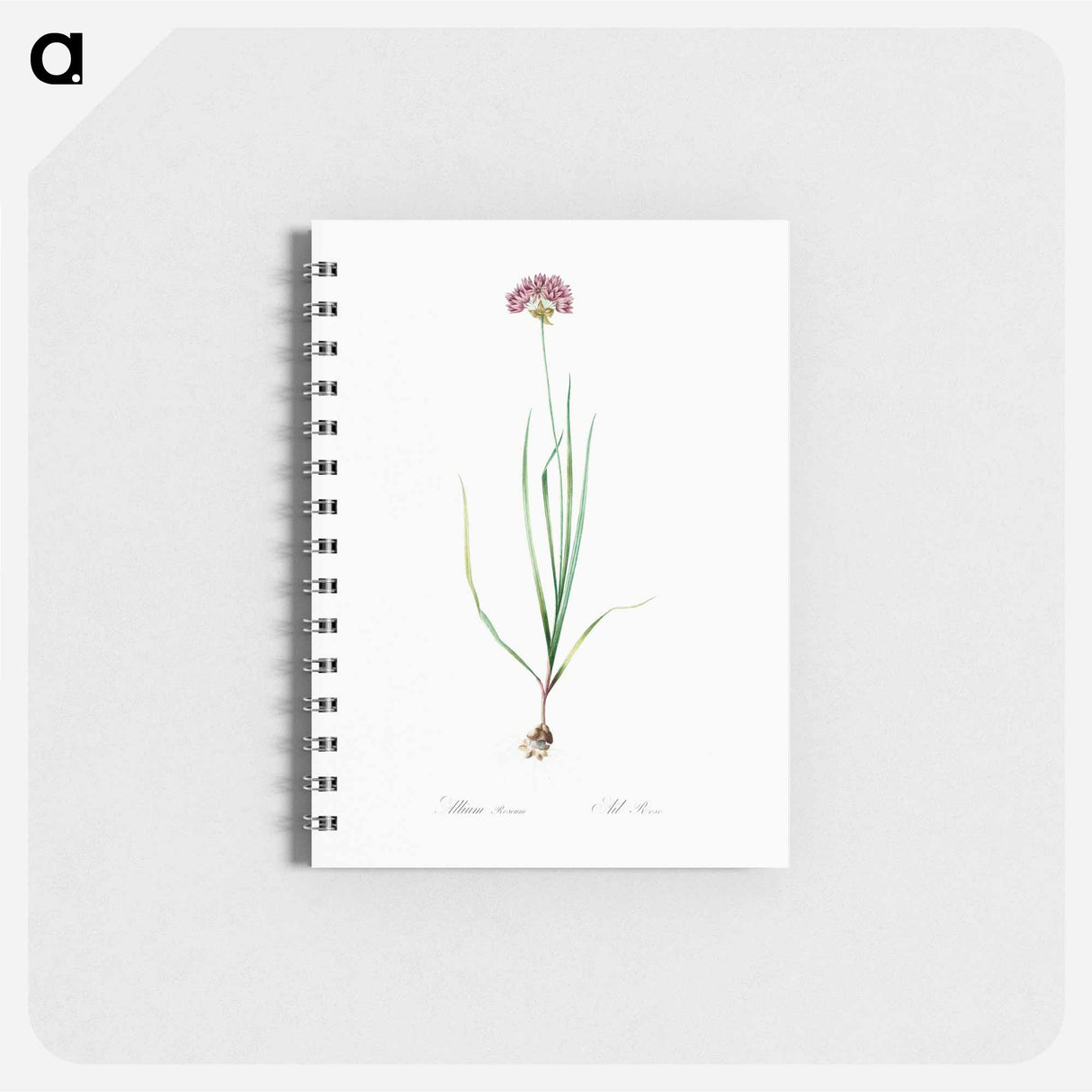 Rosy garlic illustration - ピエール ジョゼフ ルドゥーテ Memo.