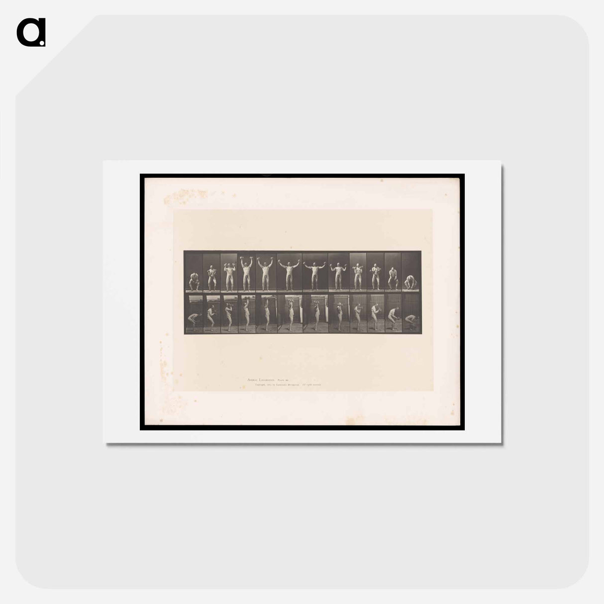 アートポストカード-Weightlifting Sequence
- エドワード マイブリッジ Postcard.