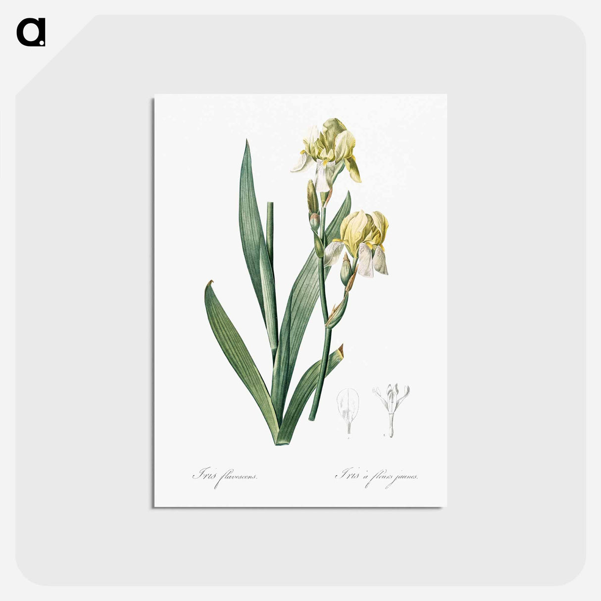 アートポストカード-Lemonyellow iris illustration - ピエール ジョゼフ ルドゥーテ Postcard.