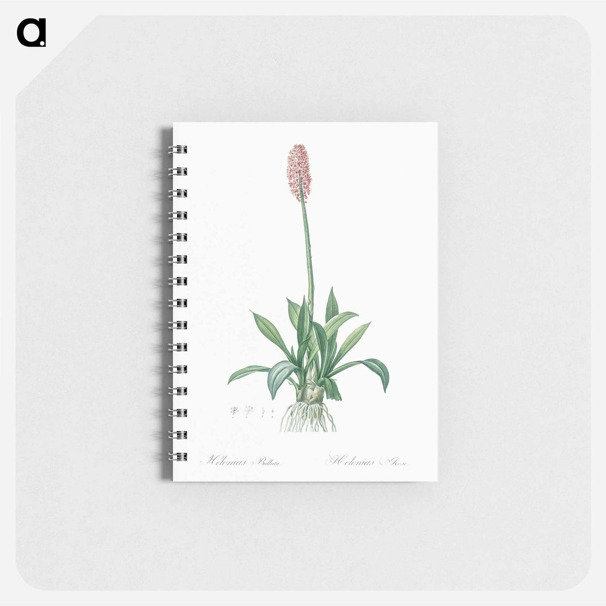 Swamp pink illustration - ピエール ジョゼフ ルドゥーテ Memo.