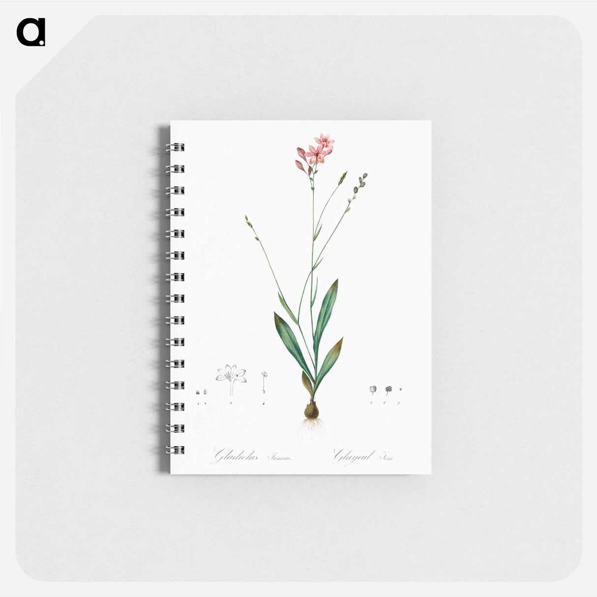 Gladiolus junceus illustration - ピエール ジョゼフ ルドゥーテ Memo.