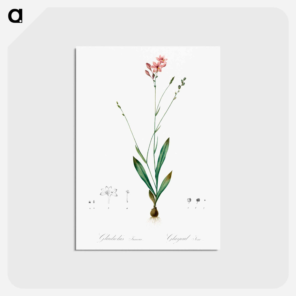 アートポストカード-Gladiolus junceus illustration - ピエール ジョゼフ ルドゥーテ Postcard.
