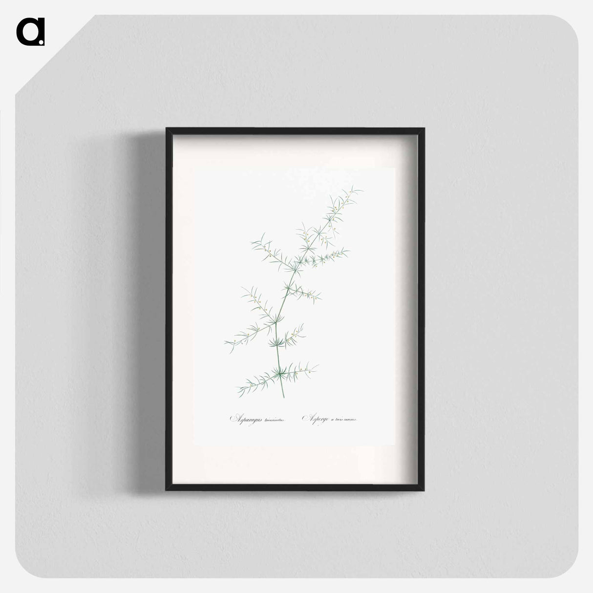 Climbing asparagus - Pierre Joseph Redouté Poster.