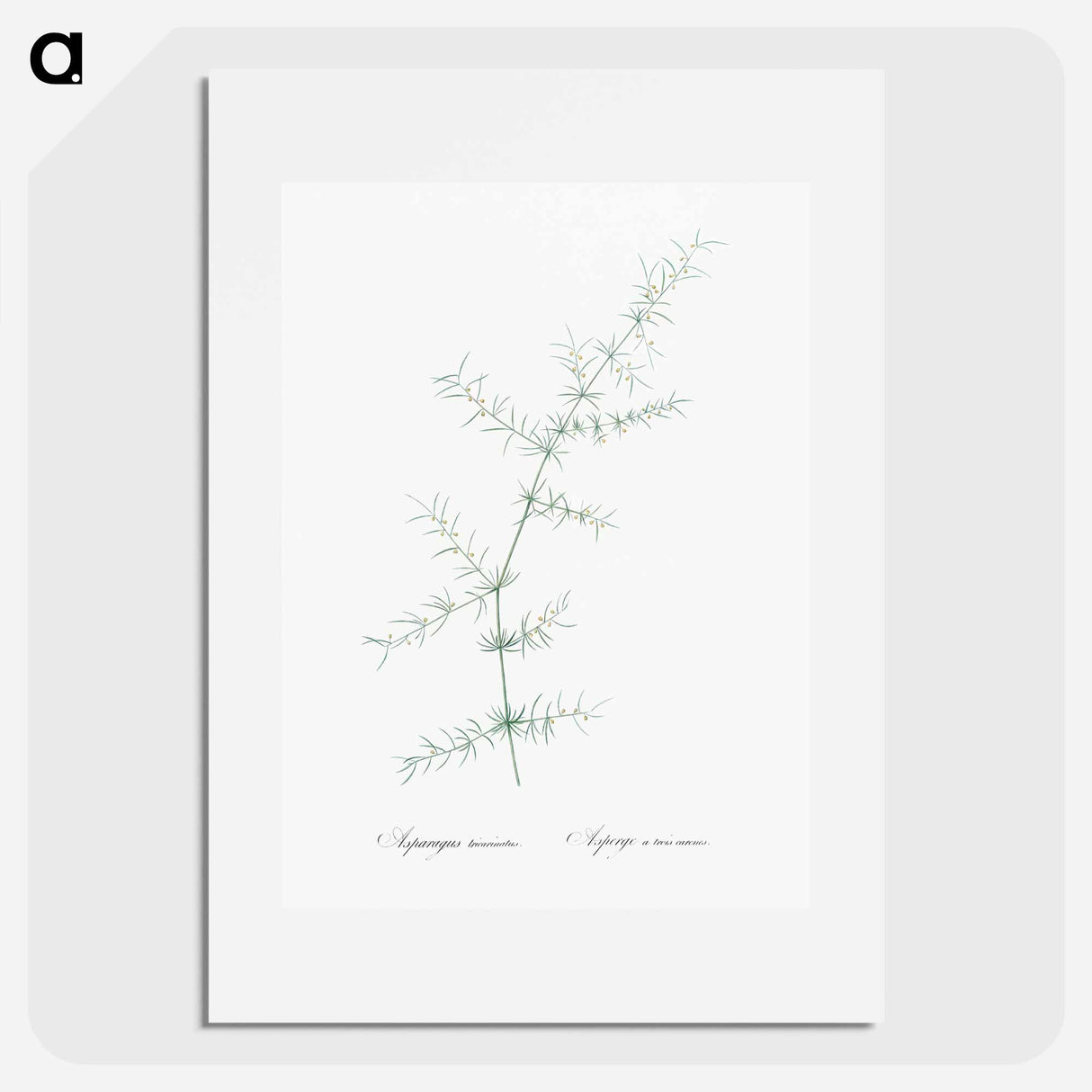 Climbing asparagus - Pierre Joseph Redouté Poster.