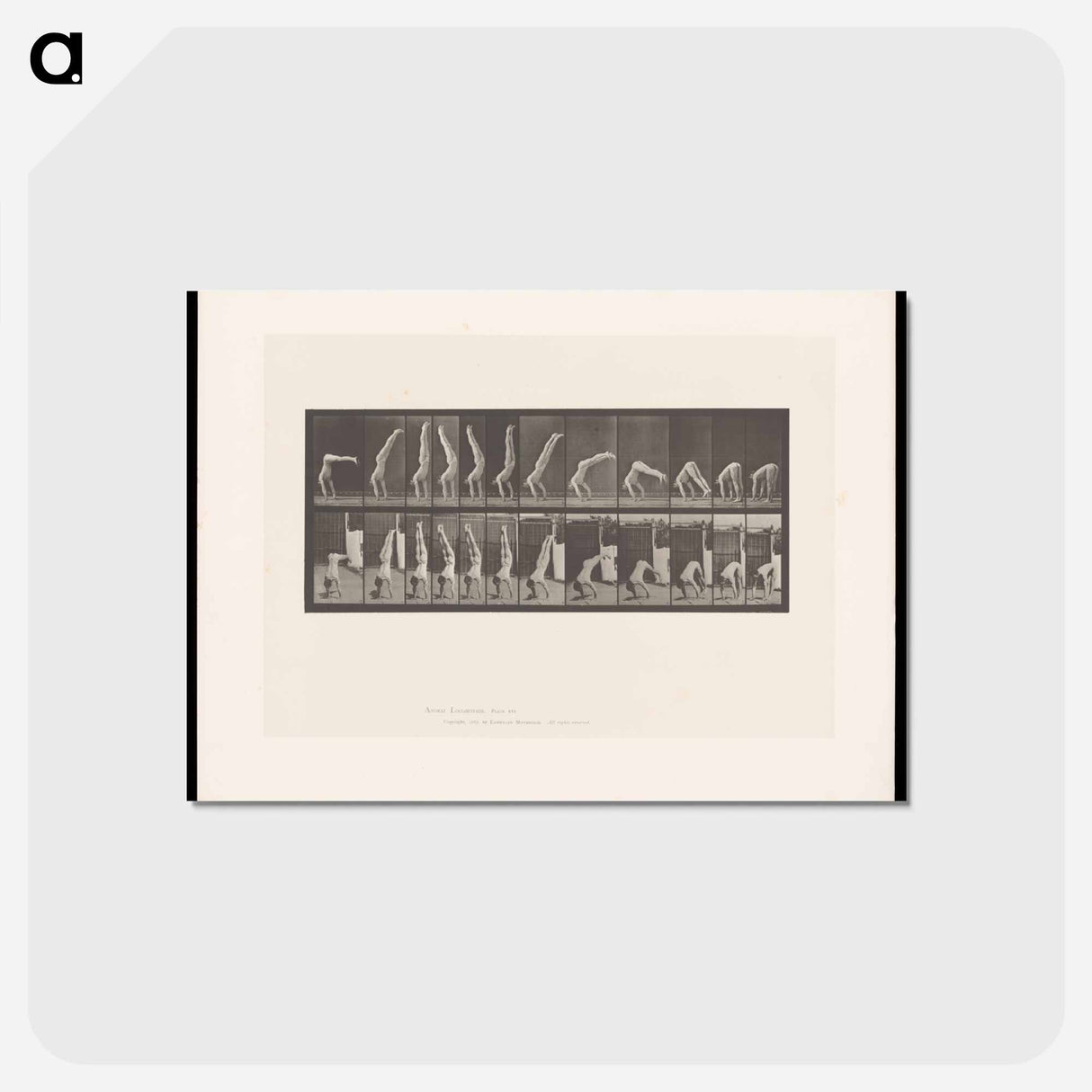 アートポストカード-Handstand
- エドワード マイブリッジ Postcard.