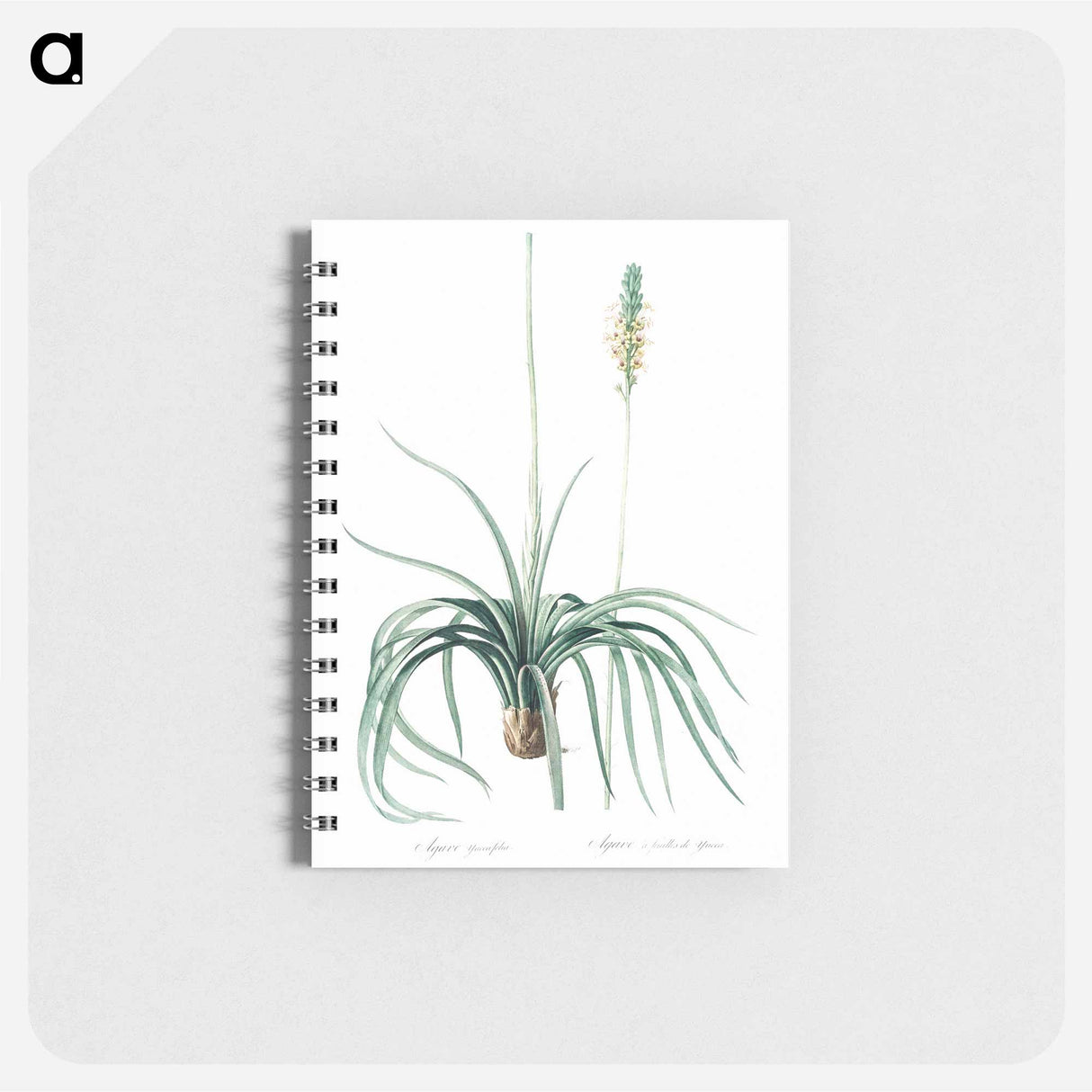 アートメモ帳-Agave yuccaefolia illustration from Les liliacées - ピエール ジョゼフ ルドゥーテ Memo.