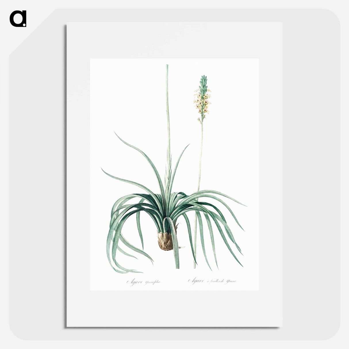 アートポスター-Agave yuccaefolia illustration from Les liliacées - ピエール ジョゼフ ルドゥーテ Poster.