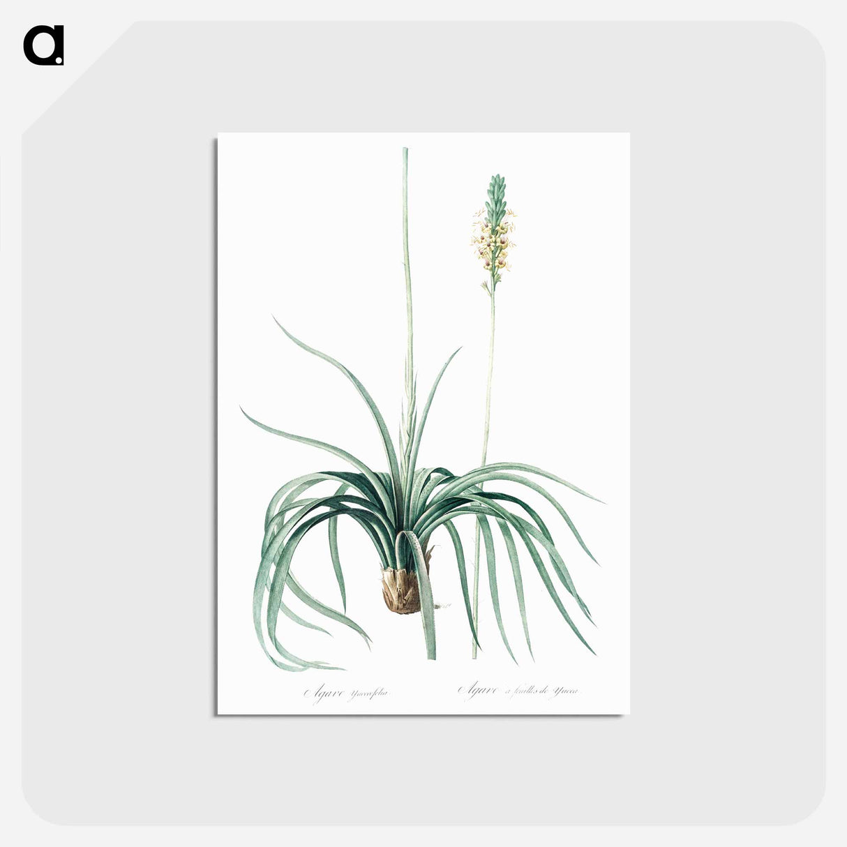 アートポストカード-Agave yuccaefolia illustration from Les liliacées - ピエール ジョゼフ ルドゥーテ Postcard.