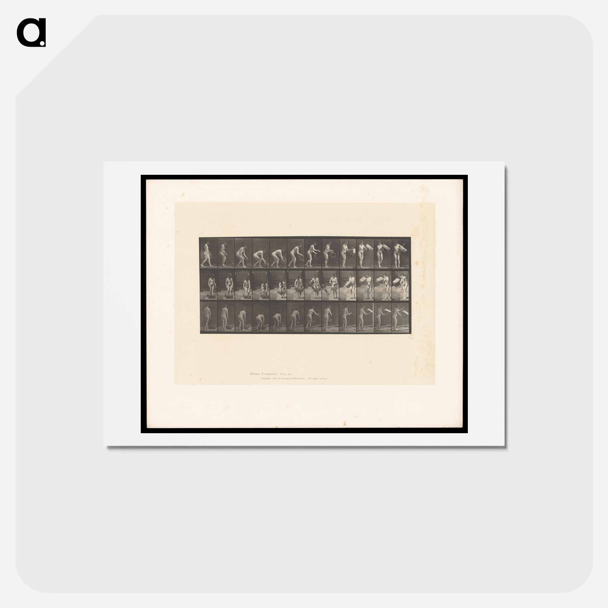 アートポストカード-The Flower Basket
- エドワード マイブリッジ Postcard.