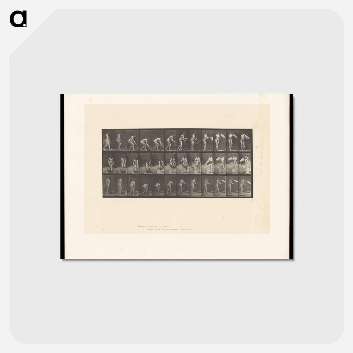 アートポストカード-The Flower Basket
- エドワード マイブリッジ Postcard.