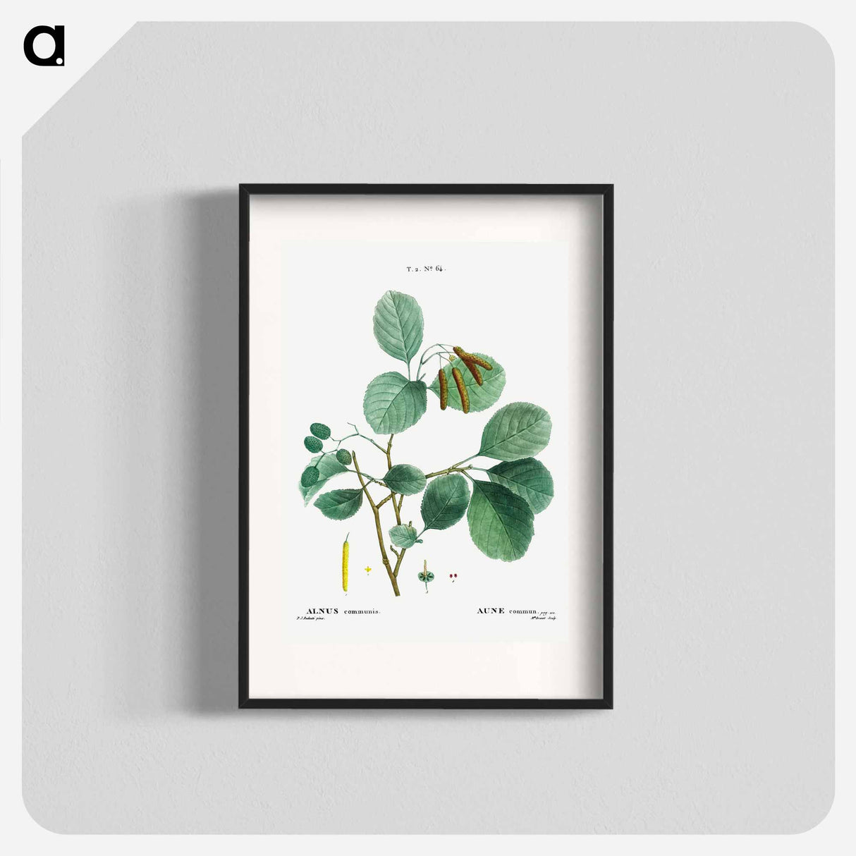 Mountain alder - Pierre Joseph Redouté Poster.