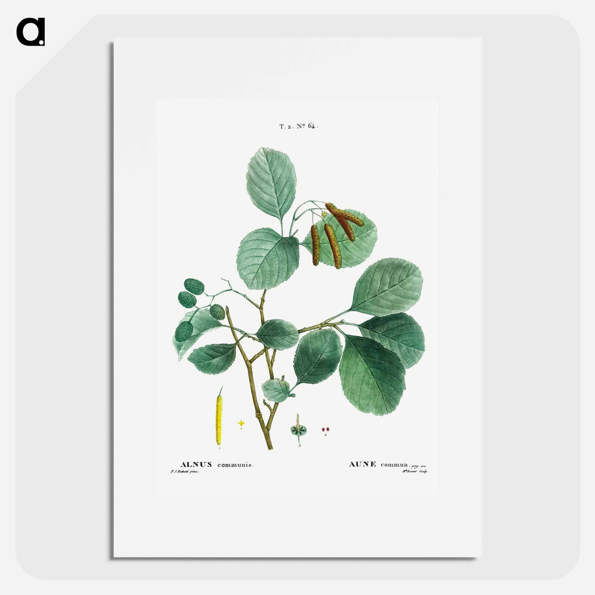 Mountain alder - Pierre Joseph Redouté Poster.