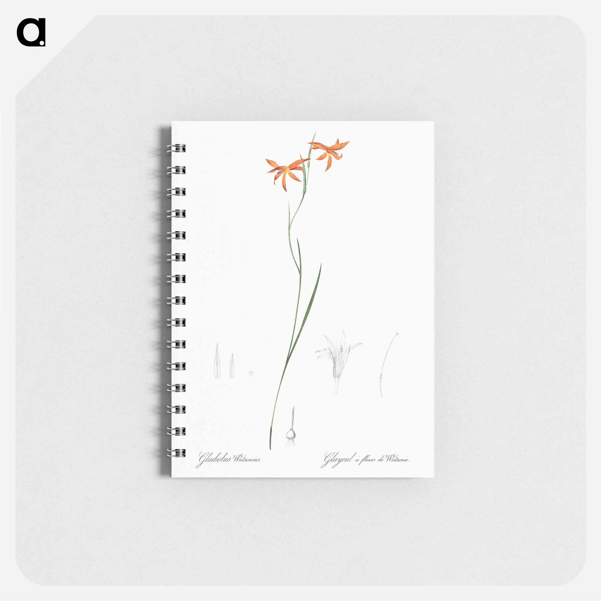 Gladiolus watsonius illustration from Les liliacées - ピエール ジョゼフ ルドゥーテ Memo.