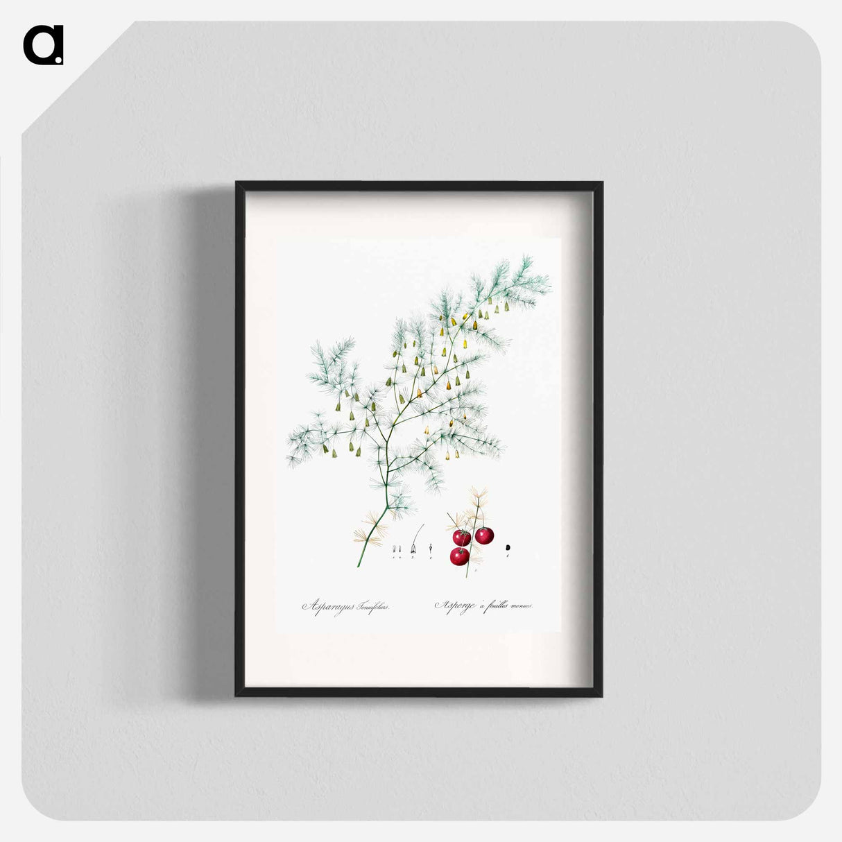 アートポスター-Asparagus fern illustration - ピエール ジョゼフ ルドゥーテ Poster.